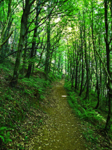 Primavera de Zudugarai