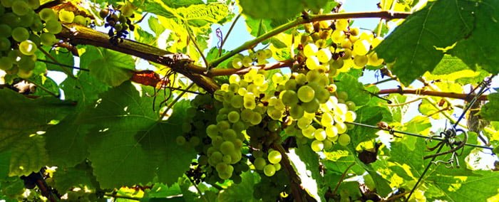 Txakoli de Getaria 2019